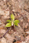 Large whorled pogonia